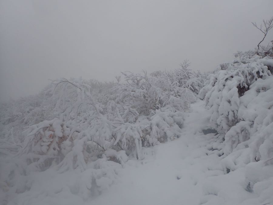 わー、雪が深くなって来た